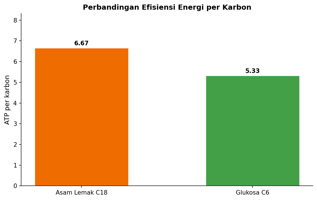 ATP per karbon: asam lemak vs glukosa