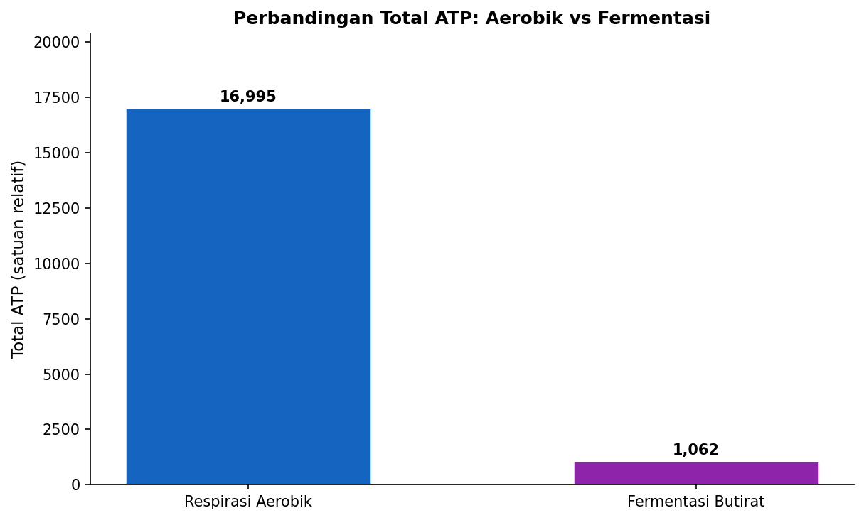 Perbandingan total ATP: aerobik vs fermentasi
