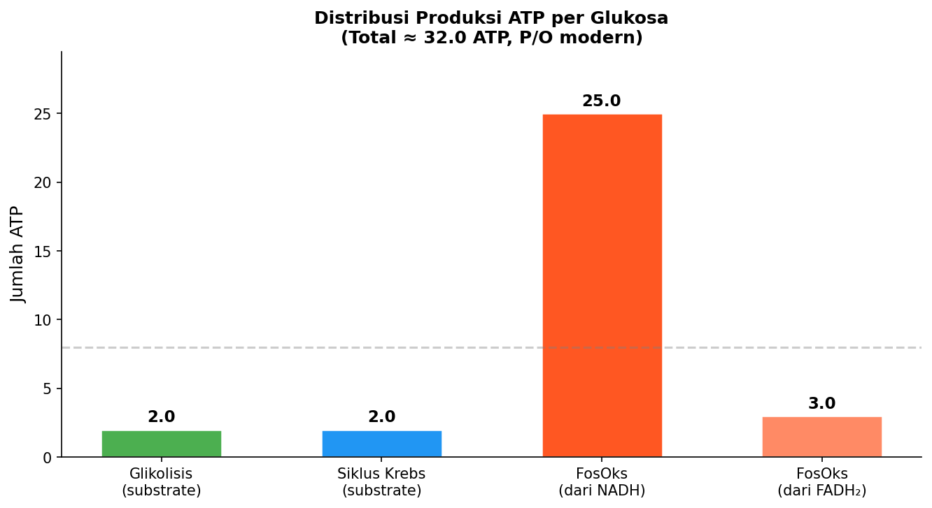 Distribusi produksi ATP per komponen (P/O modern)